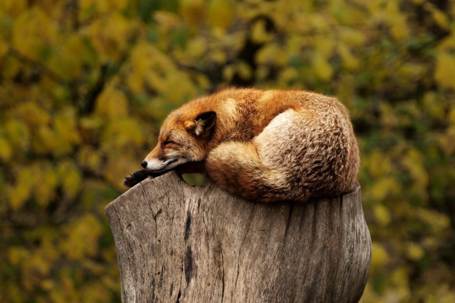 auf einem Baumstamm schlafender Rotfuchs